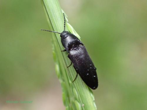 Réf. 282 535 : Ampedus sp.